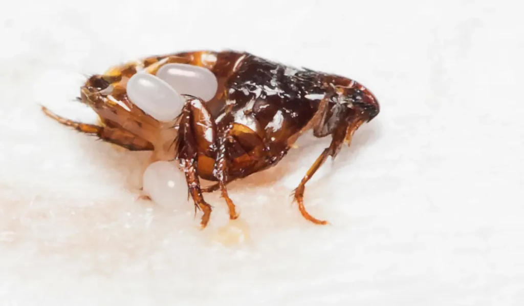 Can Fleas Live in Human Hair