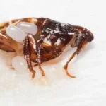Can Fleas Live in Human Hair